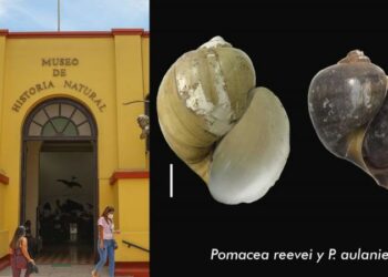 Biólogos peruanos descubren nuevas especies en la Amazonía