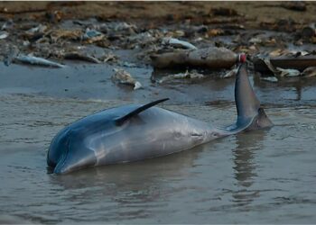 Reportan muerte de más de 100 delfines rosados en la Amazonía