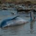 Reportan muerte de más de 100 delfines rosados en la Amazonía