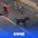 Matan a perrito por defender a su dueño