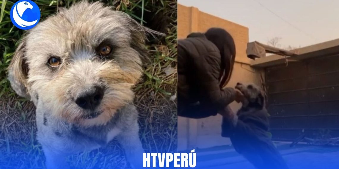 Policía acusado de matar perro en Piura por orinar su puerta