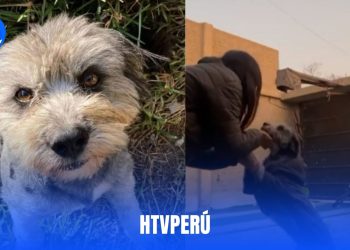 Policía acusado de matar perro en Piura por orinar su puerta