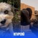 Policía acusado de matar perro en Piura por orinar su puerta